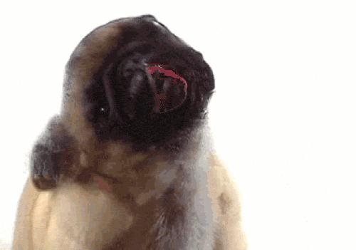 狗子偷偷亲我的第N次，难道不是真爱吗？