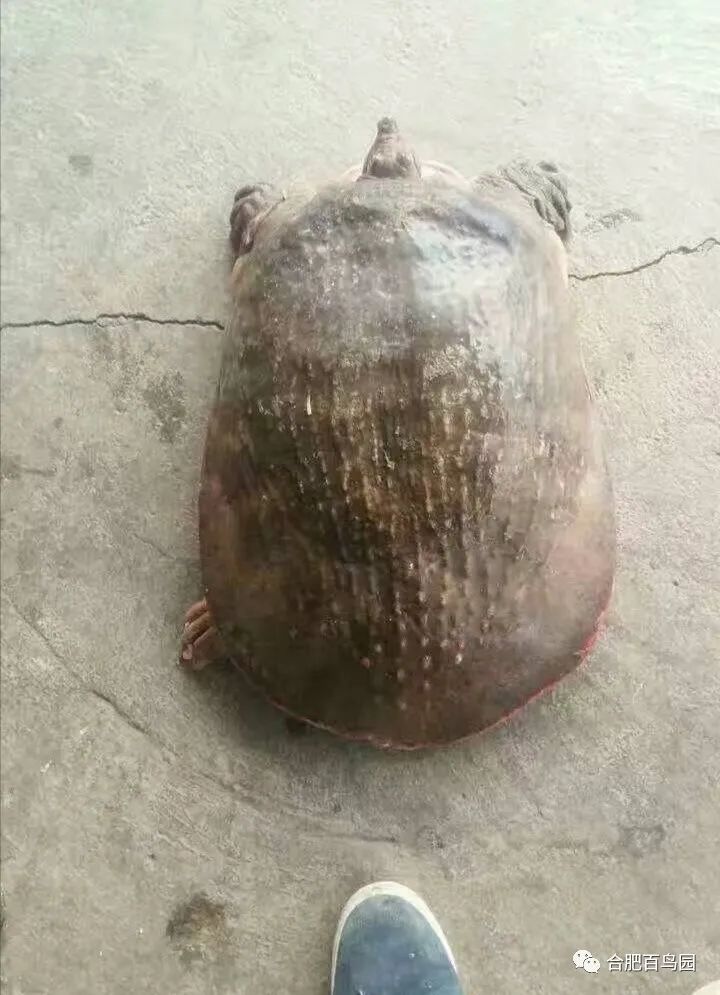 科普动物知识类短视频,龟鳖科普