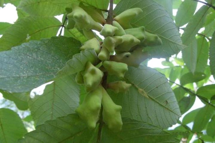 五倍子的树有哪些,什么树能长五倍子