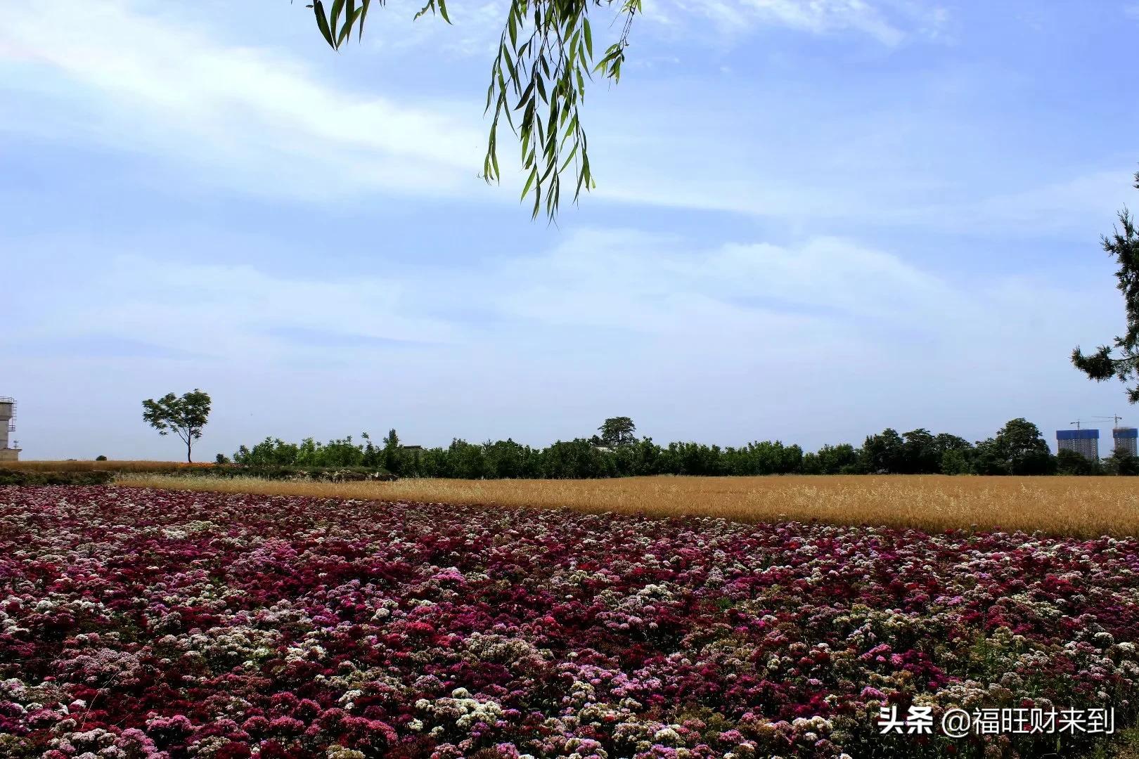 6月5号芒种,2018年6月6日芒种