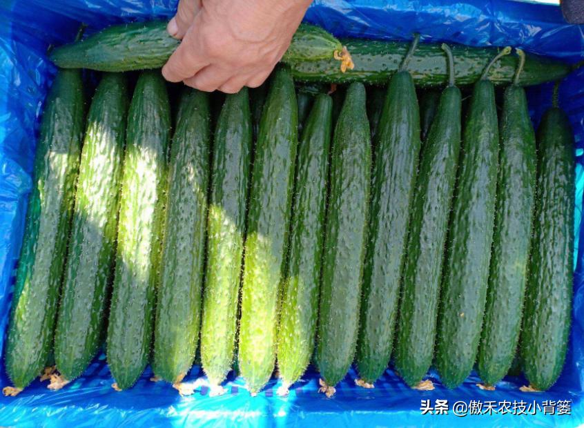 黄瓜出现弯瓜该怎么处理视频,使黄瓜弯瓜变直的方法