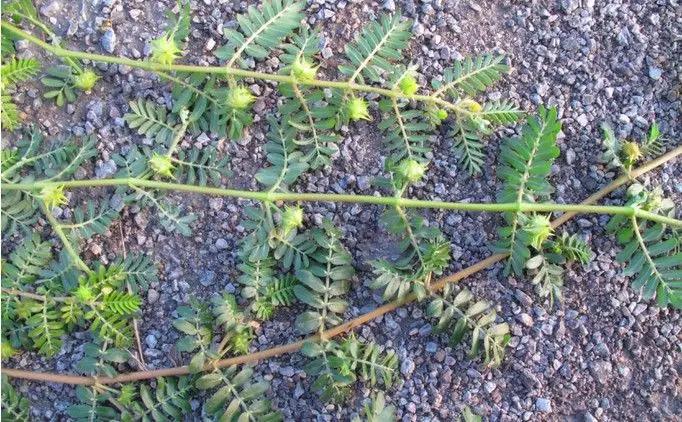 农村随处可见的几种野生中草药,教你认识那些路边的野生中草药