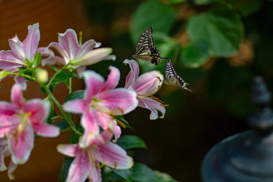东北花园四季开花植物,北方一年四季都开花的花园