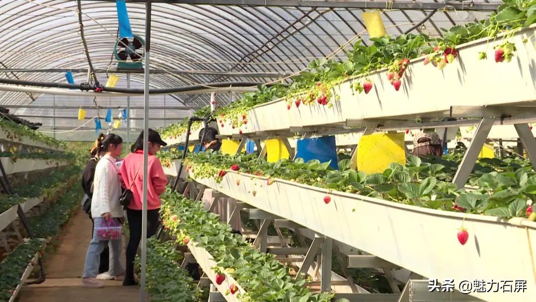 石屏坝心摘草莓,石屏草莓采摘园