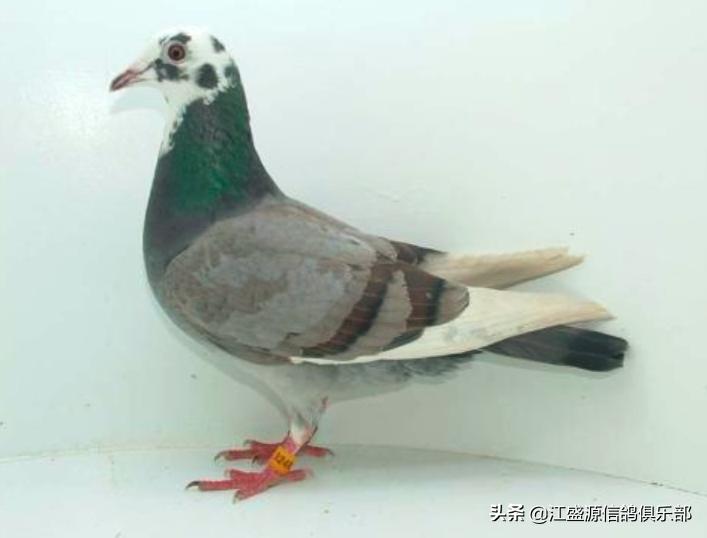 养鸽技巧大全,新手养鸽基础知识