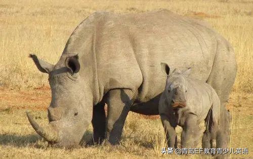 人类与动物的正确相处方式,为野生动物向人类发声