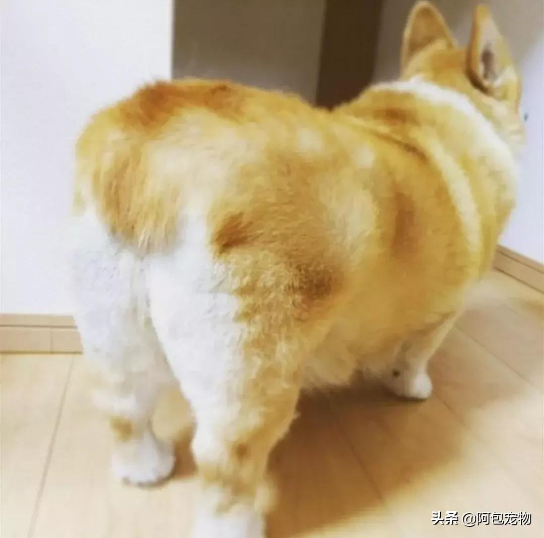 2019柯基国家展,首届柯基