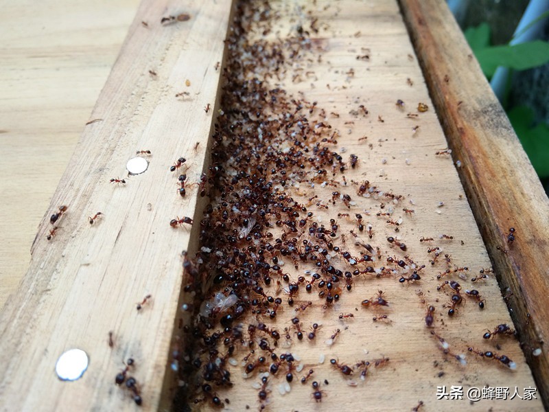 养蜂技术视频蜂王管理,养蜂人蜜蜂养殖技术