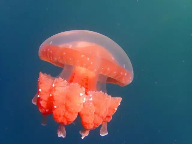 帕劳金色水母,帕劳水母旅行