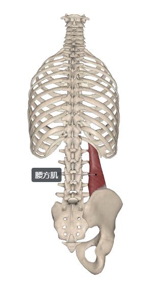 股内侧肌怎么拉伸放松,股外侧肌紧张怎么缓解