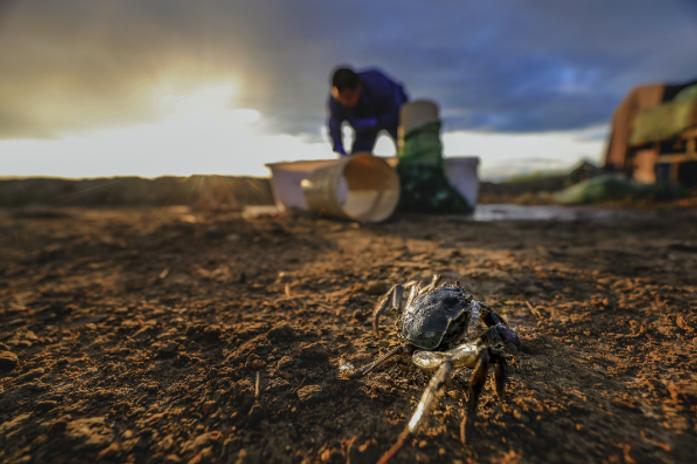 大闸蟹鲜活发货当日达,大闸蟹现货哪里买便宜