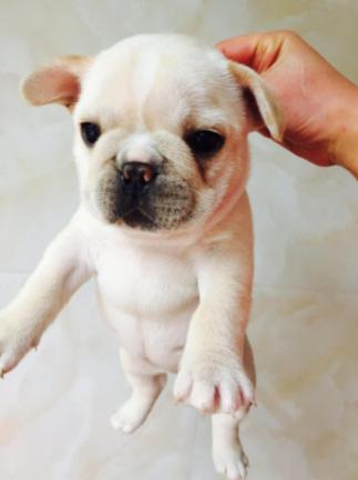 法国斗牛犬的优点和缺点,法国斗牛犬可以养吗