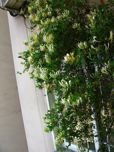 乡下比较适合的爬藤植物,有院子必养4种爬藤花