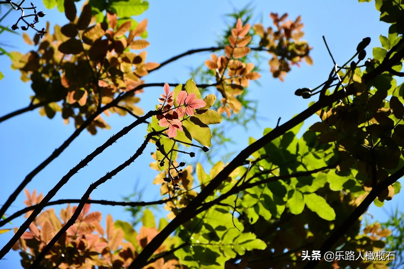 深圳园博园有什么好玩的,深圳园博园旅游指南