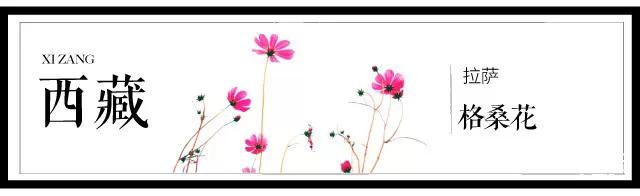 全国各个城市的市花一览表,十大城市的市花