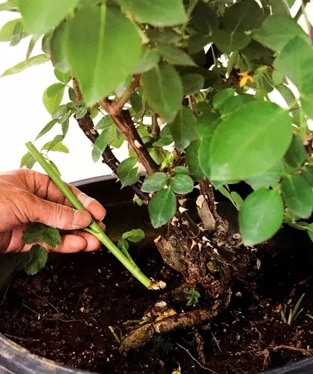 玫瑰爆芽初期怎么爆更多芽,玫瑰爆根的方法