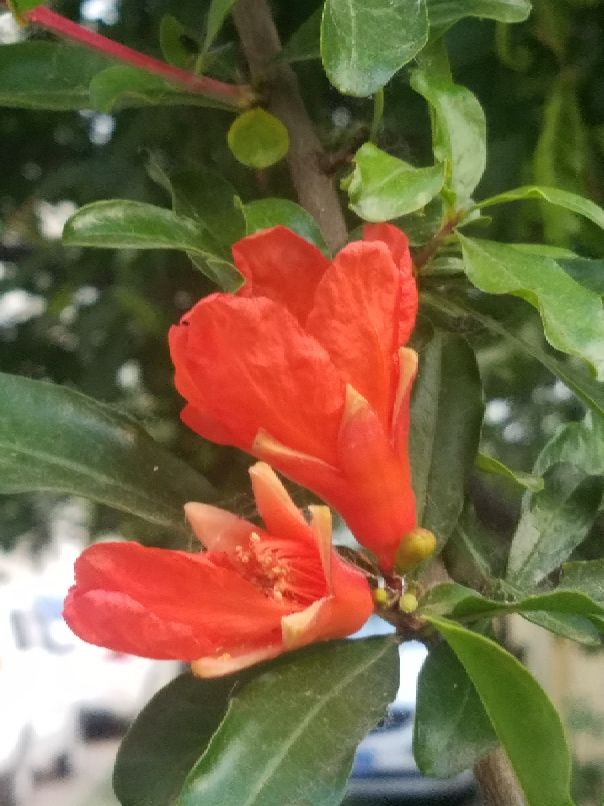 苏州吴江中学,吴江高级中学