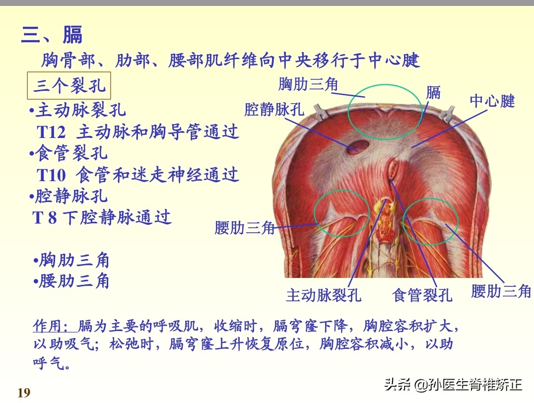 系统解剖学骨学ppt课件,解剖学基本知识ppt课件