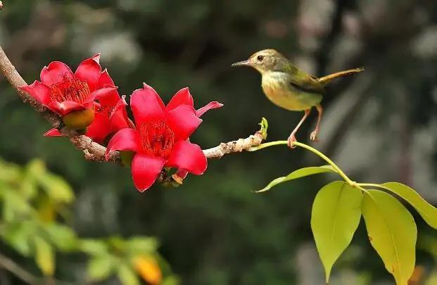 许你一场木棉花开（作者：琼儿）