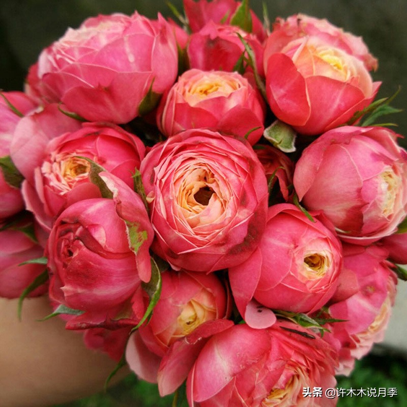 推荐一下多头月季花,100种月季品种大全