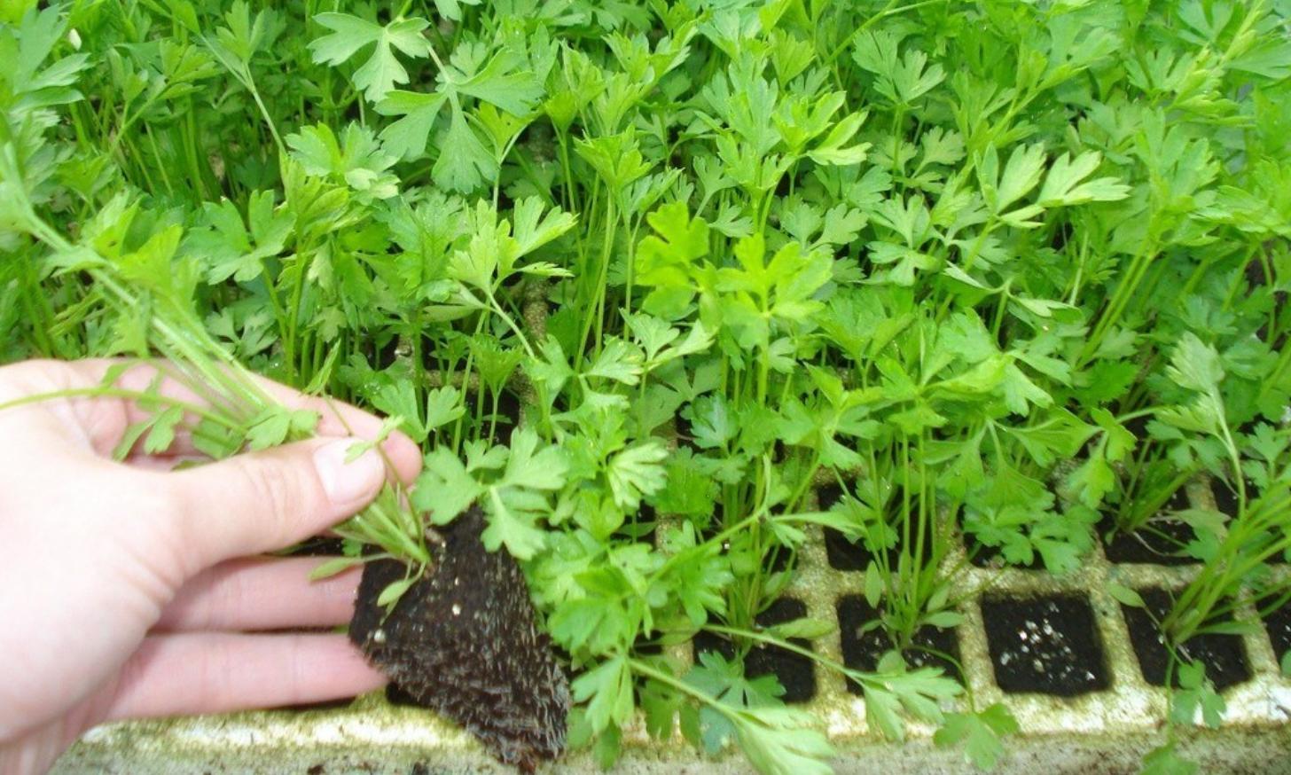 欧芹怎么种植,欧芹如何种