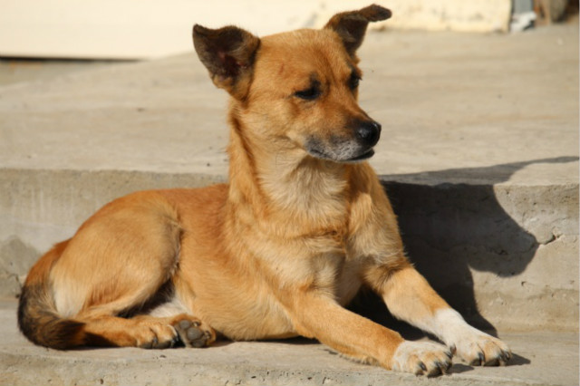 狗狗吐鲜血能活多久,狗狗吐鲜血什么原因