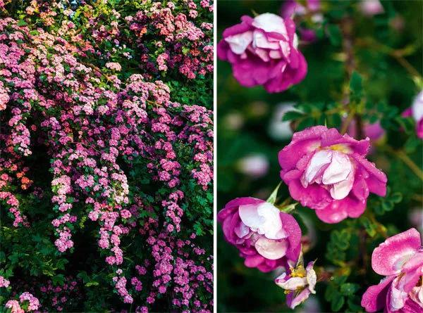 花园设计前沿趋势|14种澳洲庭院花园类型(上篇),全面细致