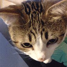 香港限奶令真的假的,香港限奶令取消了吗