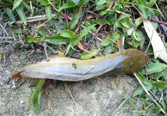 农村河沟里的塘角鱼,因其肉质细嫩,又非常好钓,深受人们喜爱