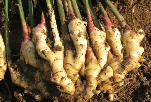 生姜种植技术中如何取出老姜,生姜采收后适合种植什么