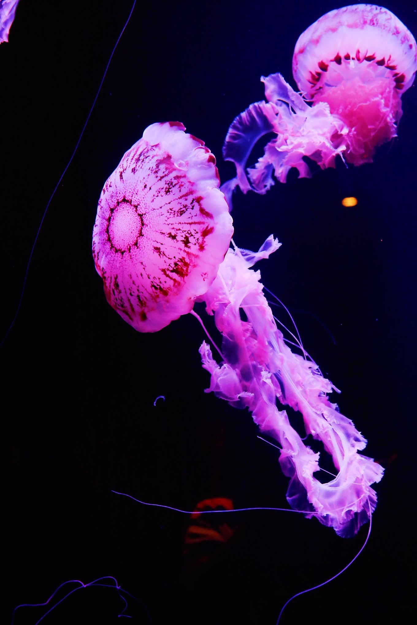 三亚自由行5天4晚亲子游攻略,寒假三亚5天4晚3人亲子游团购