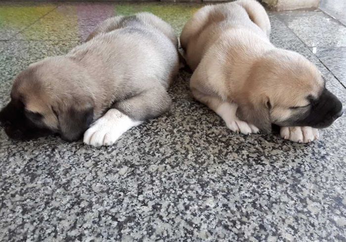 未满月的狗宝宝需要喝水吗,狗宝宝出生多久能吃狗粮