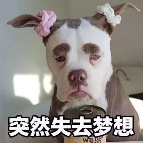 狗狗误食哪几种东西是最致命的,这些常见的东西狗狗千万不要吃