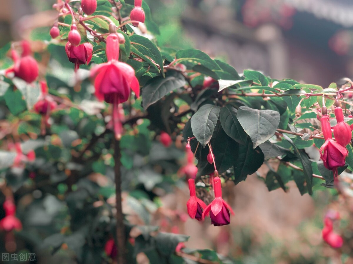 分享惊艳的图片,分享图片唯美翠竹