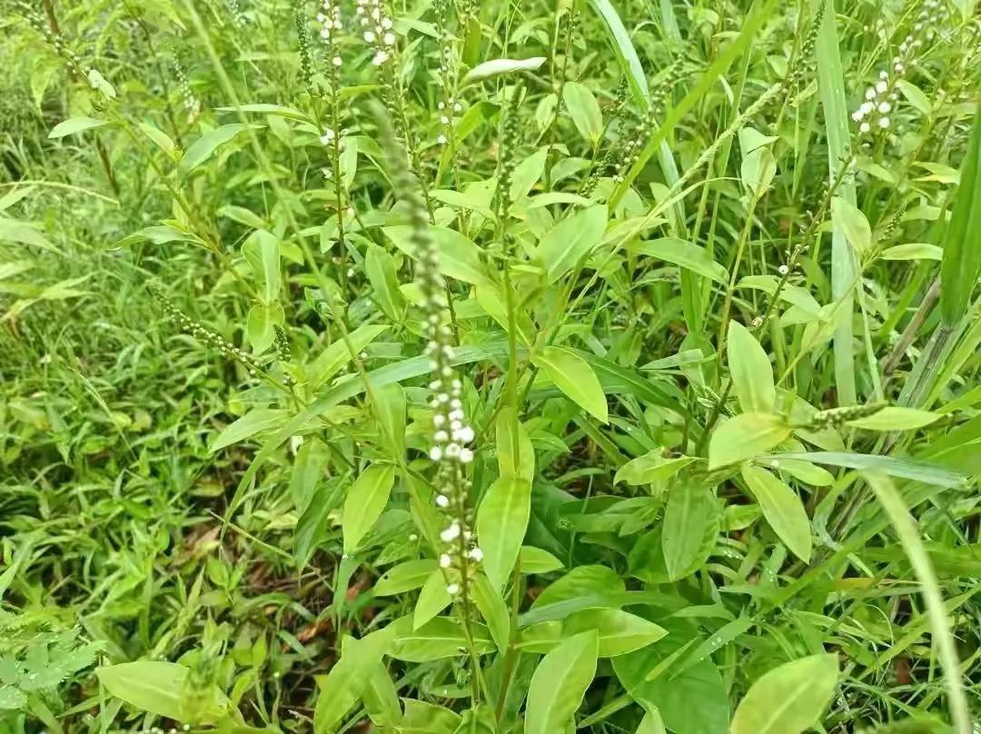 农村一种草治关节炎,农村治风湿草