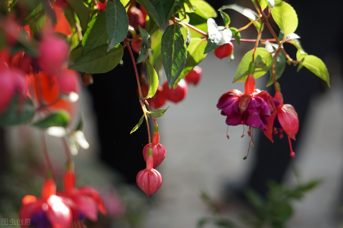 分享惊艳的图片,分享图片唯美翠竹