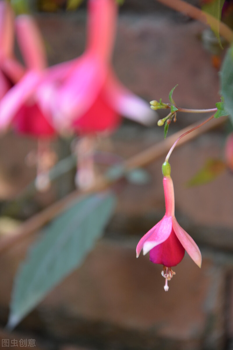 分享惊艳的图片,分享图片唯美翠竹