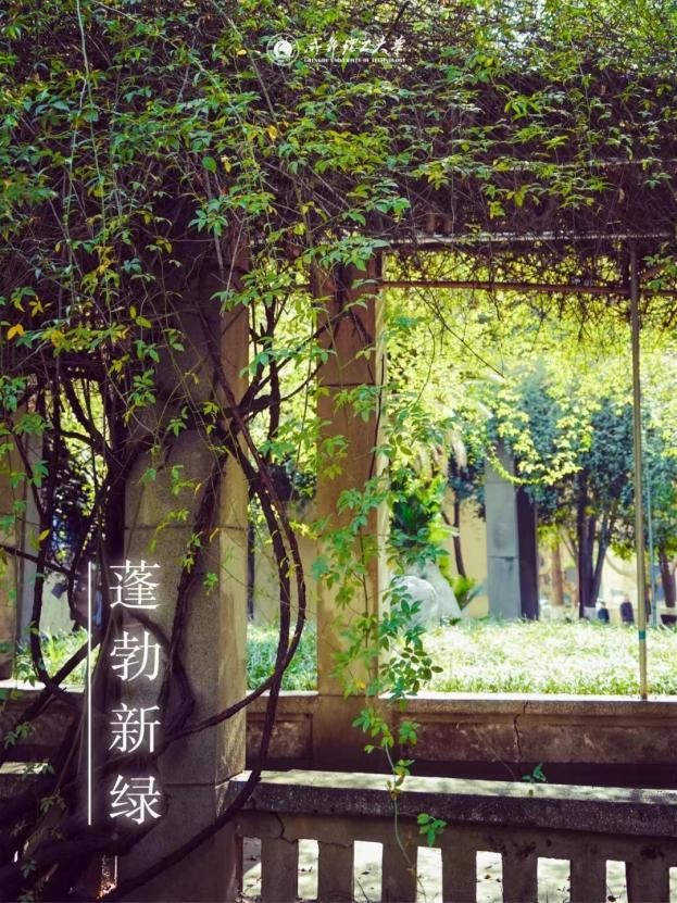 四川网红大学食堂,四川网红高校食堂