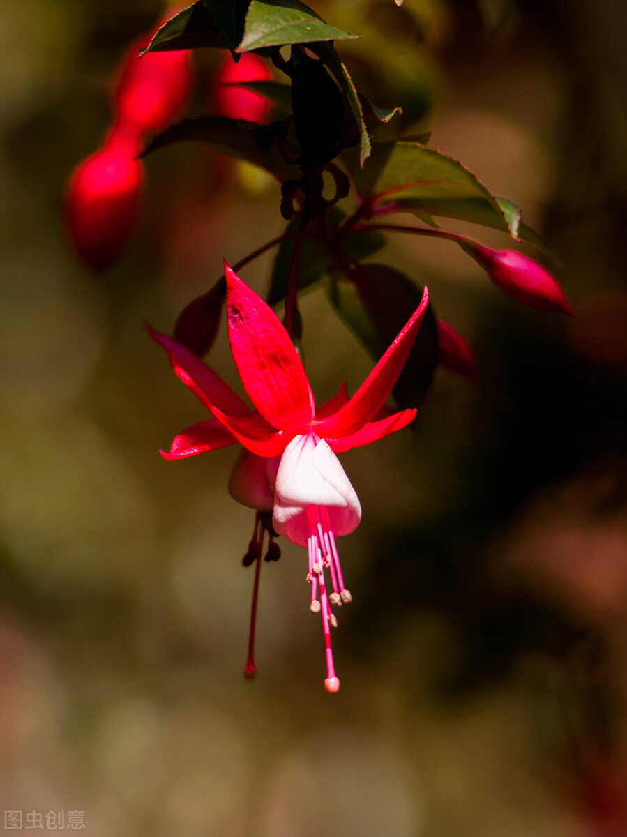 分享惊艳的图片,分享图片唯美翠竹