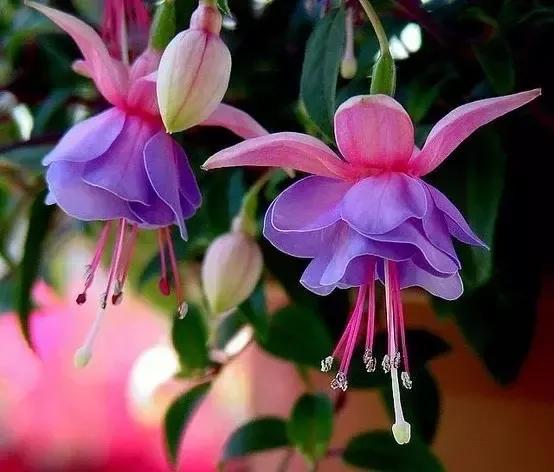 分享惊艳的图片,分享图片唯美翠竹