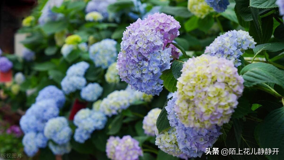 你喜欢夏天的哪些花,夏天盛开的花是什么花