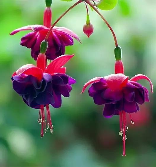 分享惊艳的图片,分享图片唯美翠竹