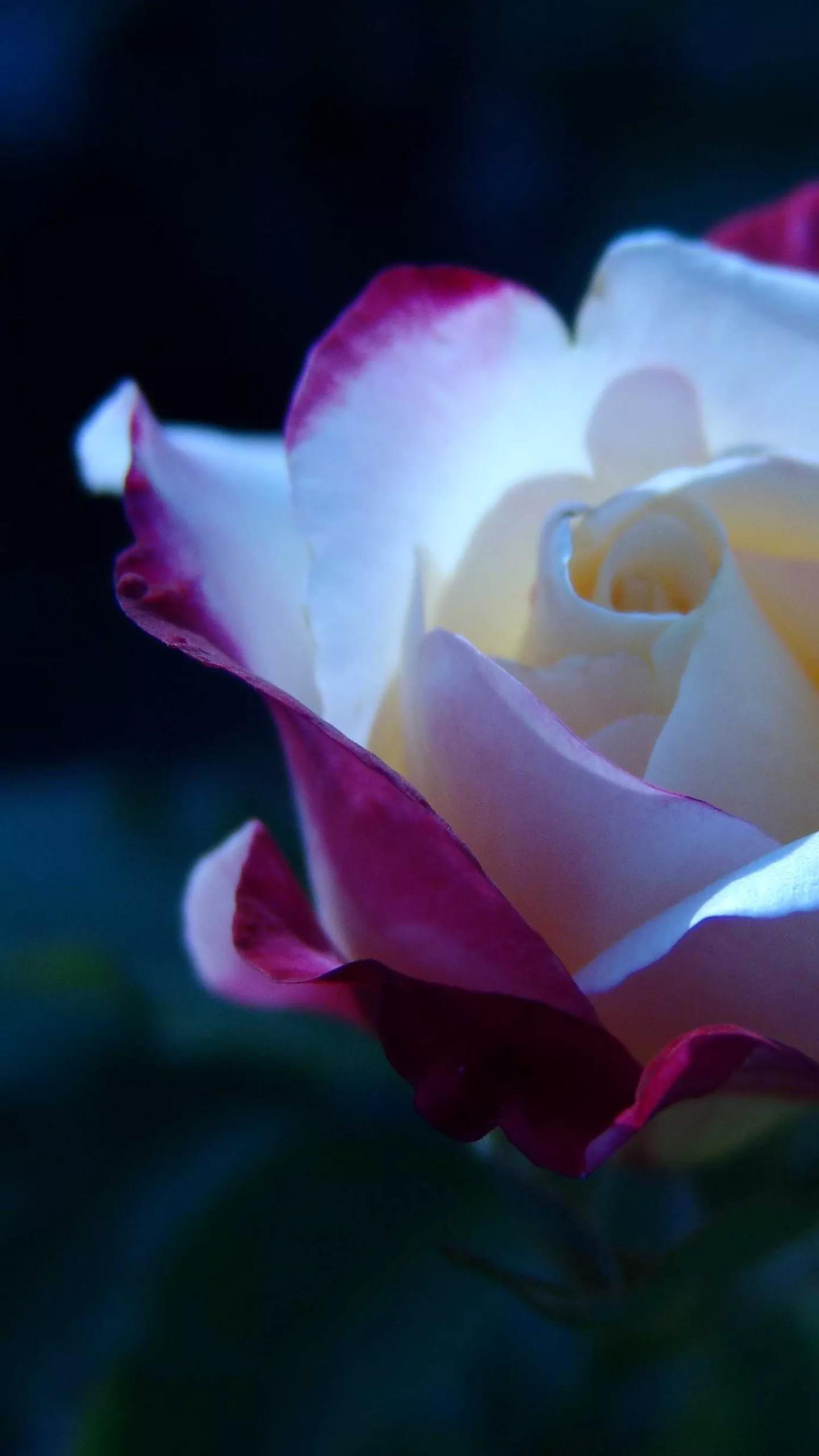 唯美玫瑰花壁纸超清全面屏,手机壁纸玫瑰花高清图片全屏