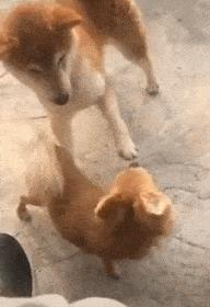 夏天又要来了穿汉服,夏天来了女孩子穿裙子