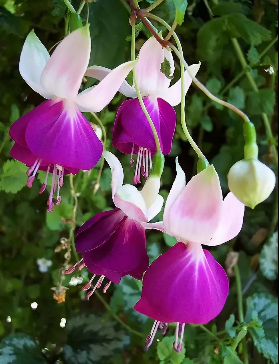 分享惊艳的图片,分享图片唯美翠竹