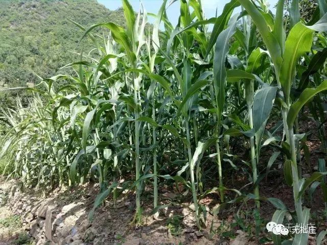 镇安县酿酒文化介绍,镇安古法酿酒