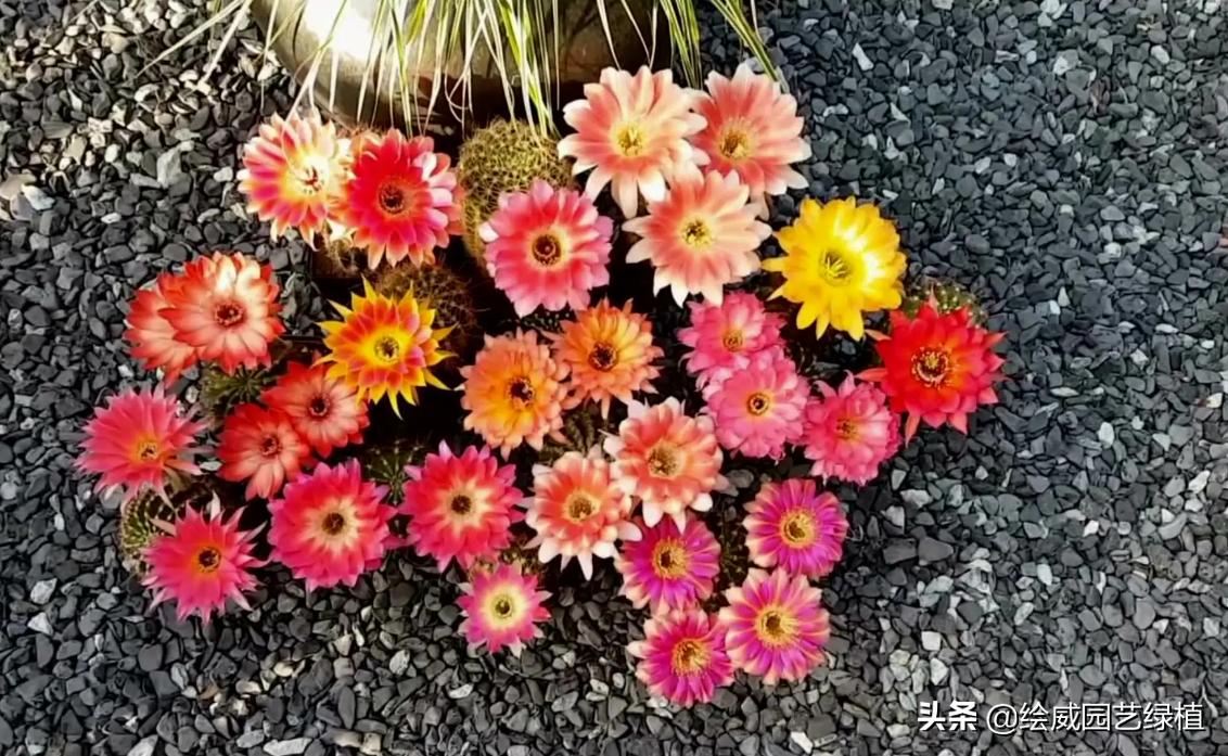 仙人球彩草品种大全,仙人球界的仙女