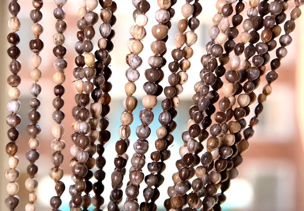 传说中会吸血的珠子,吸血珠有什么作用