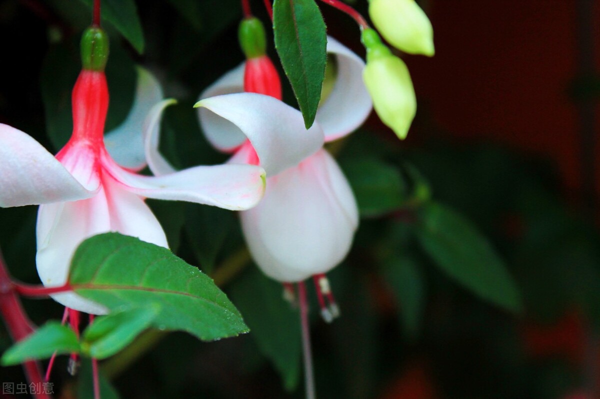 分享惊艳的图片,分享图片唯美翠竹