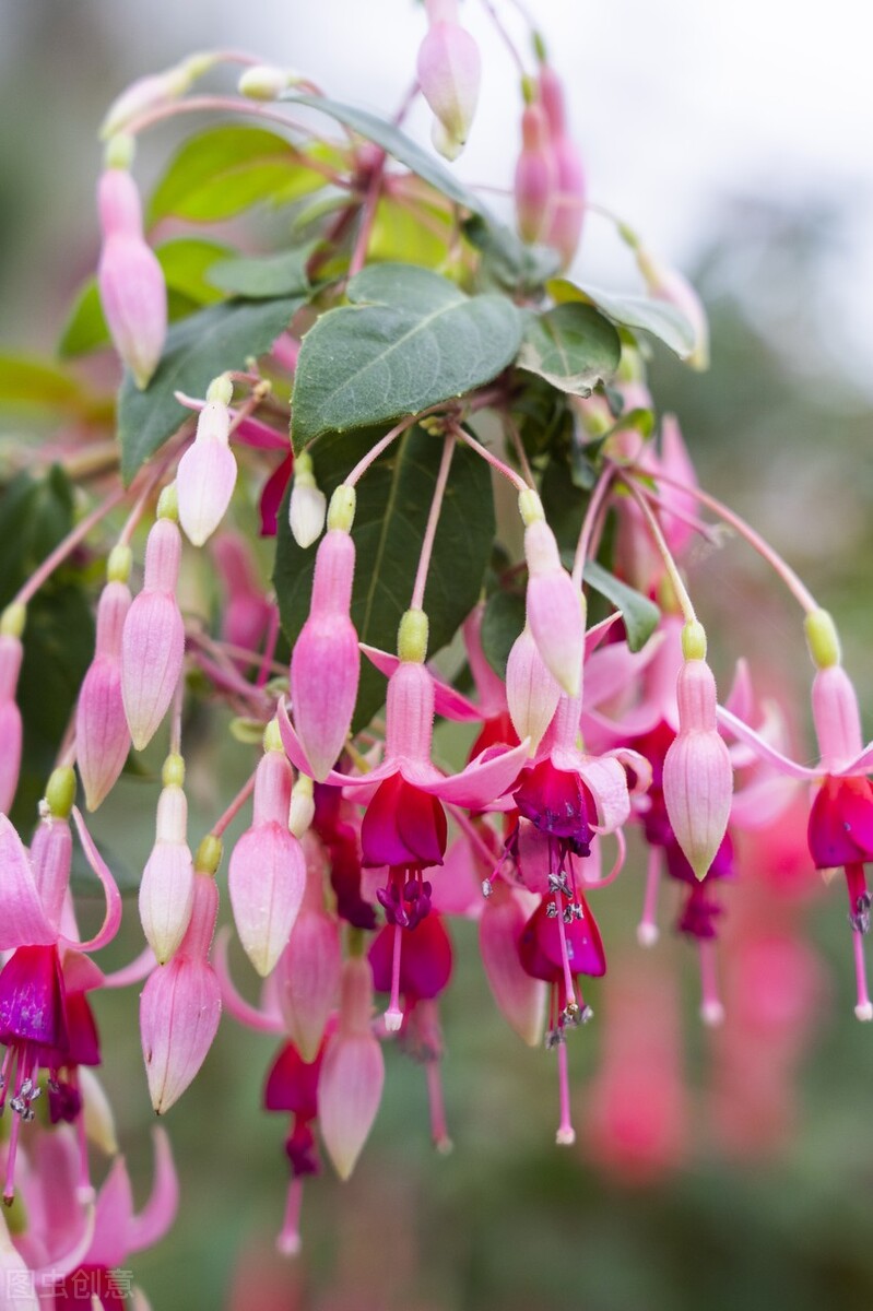 分享惊艳的图片,分享图片唯美翠竹